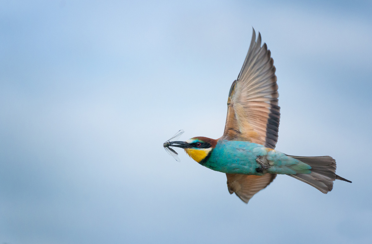   / Eiropean Bee-eater / Merops Apiaster