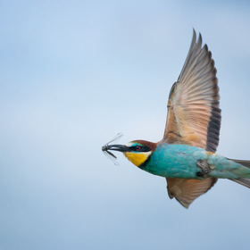   / Eiropean Bee-eater / Merops Apiaster